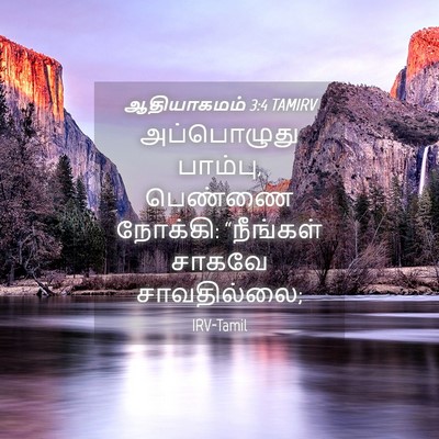 Picture 04 - ஆதியாகமம் 3:4 TAMIRV - அப்பொழுது பாம்பு, - Bible Verse Picture