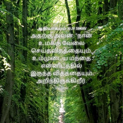 Picture 04 - ஆதியாகமம் 30:29 TAMIRV - அதற்கு அவன்: “நான் - Bible Verse Picture