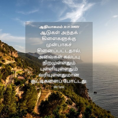Picture 04 - ஆதியாகமம் 30:39 TAMIRV - ஆடுகள் அந்தக் - Bible Verse Picture