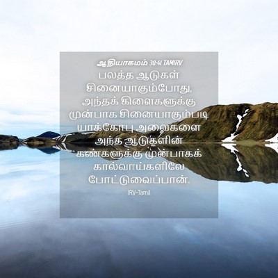 Picture 04 - ஆதியாகமம் 30:41 TAMIRV - பலத்த ஆடுகள் - Bible Verse Picture