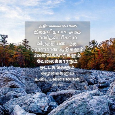 Picture 04 - ஆதியாகமம் 30:43 TAMIRV - இந்த விதமாக அந்த - Bible Verse Picture