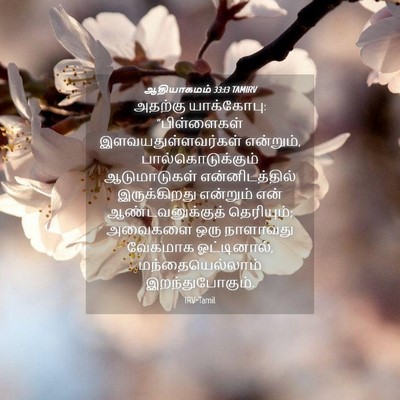 Picture 04 - ஆதியாகமம் 33:13 TAMIRV - அதற்கு யாக்கோபு: - Bible Verse Picture