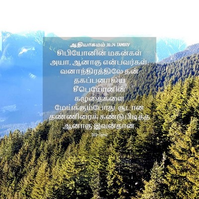 Picture 04 - ஆதியாகமம் 36:24 TAMIRV - சிபியோனின் - Bible Verse Picture