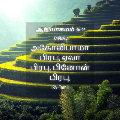 Picture 04 - ஆதியாகமம் 36:41 TAMIRV - அகோலிபாமா பிரபு, - Bible Verse Picture