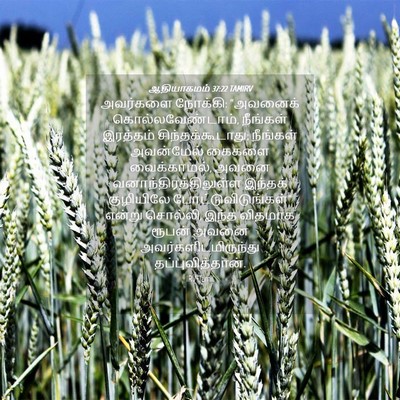 Picture 04 - ஆதியாகமம் 37:22 TAMIRV - அவர்களை நோக்கி: - Bible Verse Picture