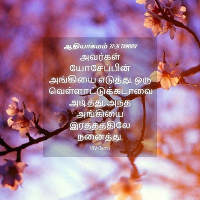 Picture 04 - ஆதியாகமம் 37:31 TAMIRV - அவர்கள் - Bible Verse Picture
