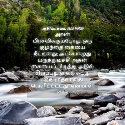 Picture 04 - ஆதியாகமம் 38:28 TAMIRV - அவள் - Bible Verse Picture