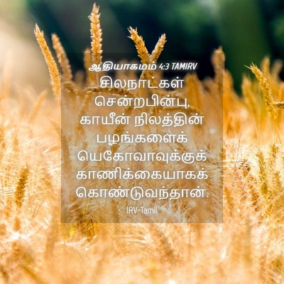 Picture 04 - ஆதியாகமம் 4:3 TAMIRV - சிலநாட்கள் - Bible Verse Picture
