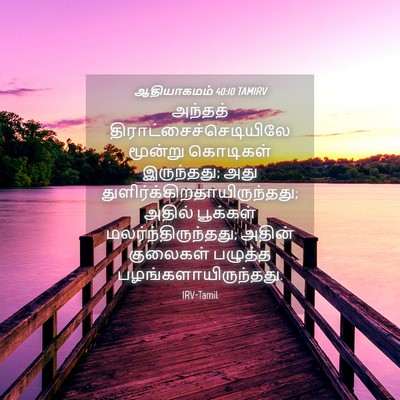 Picture 04 - ஆதியாகமம் 40:10 TAMIRV - அந்தத் - Bible Verse Picture