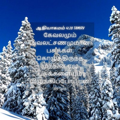 Picture 04 - ஆதியாகமம் 41:20 TAMIRV - கேவலமும் - Bible Verse Picture