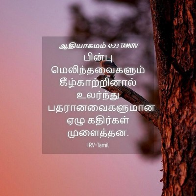 Picture 04 - ஆதியாகமம் 41:23 TAMIRV - பின்பு - Bible Verse Picture