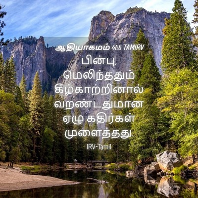 Picture 04 - ஆதியாகமம் 41:6 TAMIRV - பின்பு, - Bible Verse Picture