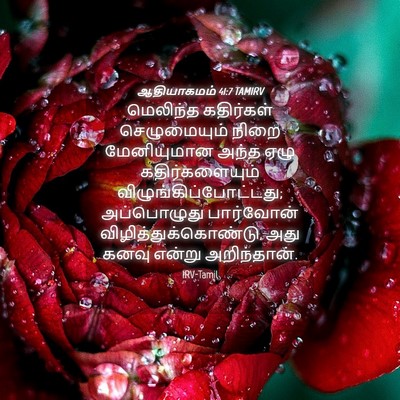 Picture 04 - ஆதியாகமம் 41:7 TAMIRV - மெலிந்த கதிர்கள் - Bible Verse Picture