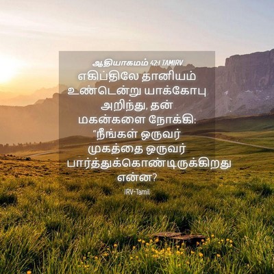 Picture 04 - ஆதியாகமம் 42:1 TAMIRV - எகிப்திலே தானியம் - Bible Verse Picture