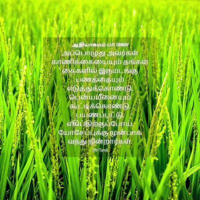 Picture 04 - ஆதியாகமம் 43:15 TAMIRV - அப்பொழுது அவர்கள் - Bible Verse Picture