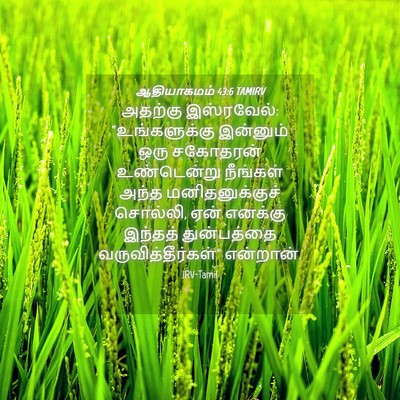 Picture 04 - ஆதியாகமம் 43:6 TAMIRV - அதற்கு இஸ்ரவேல்: - Bible Verse Picture