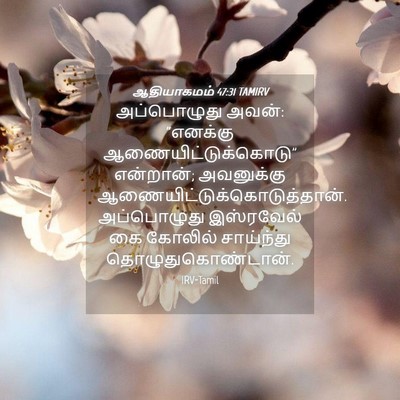 Picture 04 - ஆதியாகமம் 47:31 TAMIRV - அப்பொழுது அவன்: - Bible Verse Picture