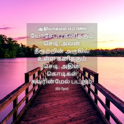 Picture 04 - ஆதியாகமம் 49:22 TAMIRV - யோசேப்பு கனிதரும் - Bible Verse Picture