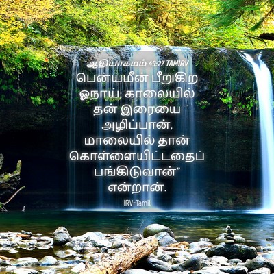 Picture 04 - ஆதியாகமம் 49:27 TAMIRV - பென்யமீன் பீறுகிற - Bible Verse Picture