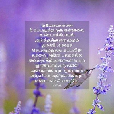 Picture 04 - ஆதியாகமம் 6:16 TAMIRV - நீ கப்பலுக்கு ஒரு - Bible Verse Picture