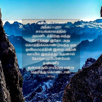 Picture 04 - ஆதியாகமம் 8:11 TAMIRV - அந்தப் புறா - Bible Verse Picture