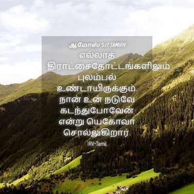 Picture 04 - ஆமோஸ் 5:17 TAMIRV - எல்லாத் - Bible Verse Picture