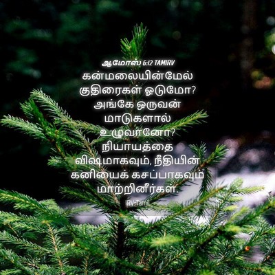 Picture 04 - ஆமோஸ் 6:12 TAMIRV - கன்மலையின்மேல் - Bible Verse Picture