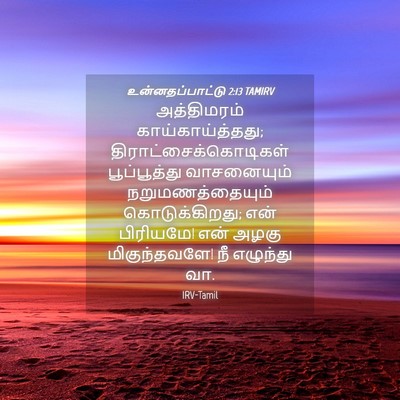 Picture 04 - உன்னதப்பாட்டு 2:13 TAMIRV - அத்திமரம் - Bible Verse Picture