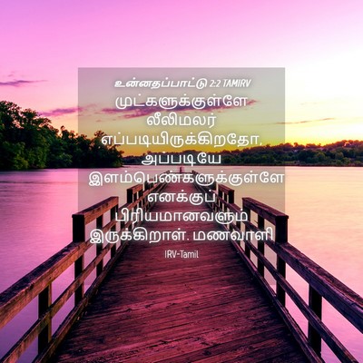 Picture 04 - உன்னதப்பாட்டு 2:2 TAMIRV - முட்களுக்குள்ளே - Bible Verse Picture