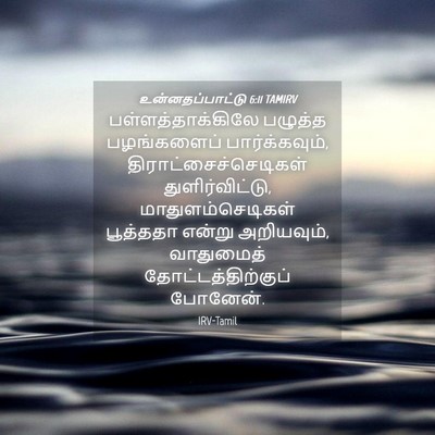 Picture 04 - உன்னதப்பாட்டு 6:11 TAMIRV - பள்ளத்தாக்கிலே - Bible Verse Picture