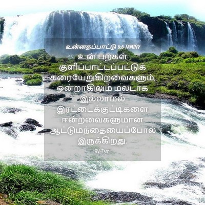 Picture 04 - உன்னதப்பாட்டு 6:6 TAMIRV - உன் பற்கள் - Bible Verse Picture