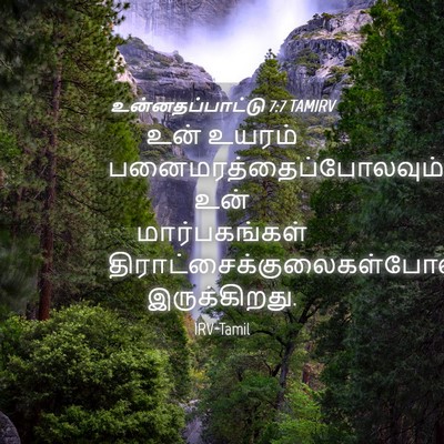 Picture 04 - உன்னதப்பாட்டு 7:7 TAMIRV - உன் உயரம் - Bible Verse Picture