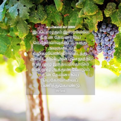 Picture 04 - உபாகமம் 10:12 TAMIRV - “இப்பொழுதும் - Bible Verse Picture