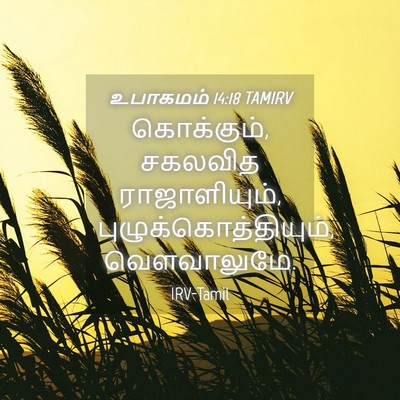 Picture 04 - உபாகமம் 14:18 TAMIRV - கொக்கும், சகலவித - Bible Verse Picture