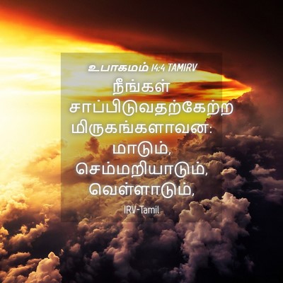 Picture 04 - உபாகமம் 14:4 TAMIRV - நீங்கள் - Bible Verse Picture