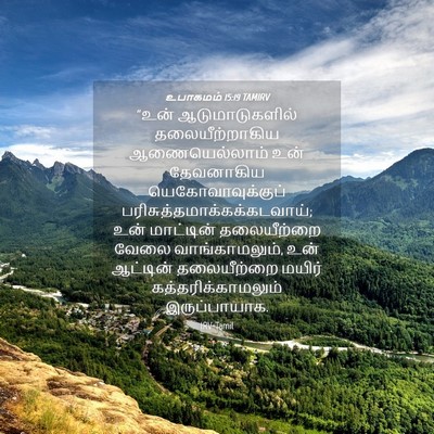 Picture 04 - உபாகமம் 15:19 TAMIRV - “உன் ஆடுமாடுகளில் - Bible Verse Picture