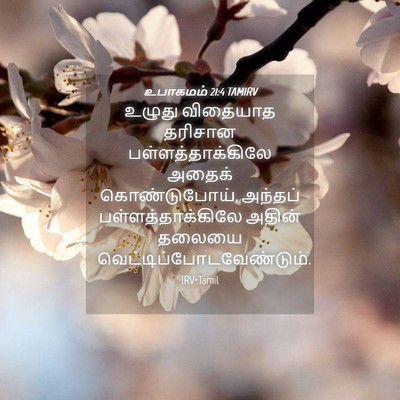 Picture 04 - உபாகமம் 21:4 TAMIRV - உழுது விதையாத - Bible Verse Picture