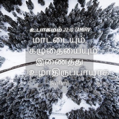 Picture 04 - உபாகமம் 22:10 TAMIRV - மாட்டையும், - Bible Verse Picture