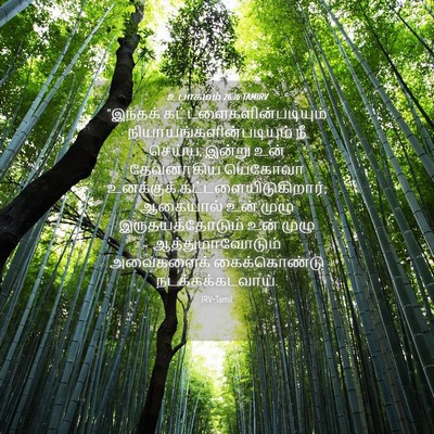 Picture 04 - உபாகமம் 26:16 TAMIRV - “இந்தக் - Bible Verse Picture