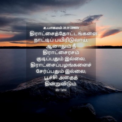 Picture 04 - உபாகமம் 28:39 TAMIRV -  - Bible Verse Picture
