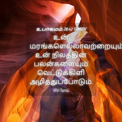 Picture 04 - உபாகமம் 28:42 TAMIRV - உன் - Bible Verse Picture