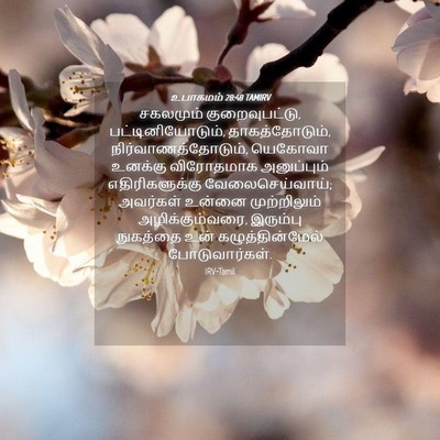 Picture 04 - உபாகமம் 28:48 TAMIRV - சகலமும் - Bible Verse Picture