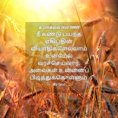 Picture 04 - உபாகமம் 28:60 TAMIRV - நீ கண்டு பயந்த - Bible Verse Picture