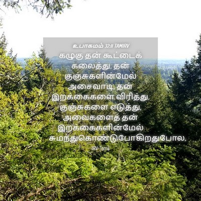 Picture 04 - உபாகமம் 32:11 TAMIRV - கழுகு தன் - Bible Verse Picture