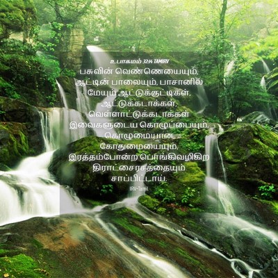 Picture 04 - உபாகமம் 32:14 TAMIRV - பசுவின் - Bible Verse Picture