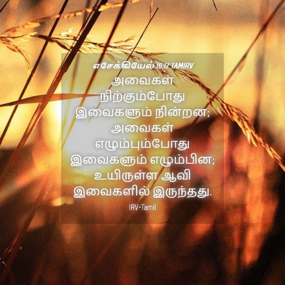 Picture 04 - எசேக்கியேல் 10:17 TAMIRV - அவைகள் - Bible Verse Picture