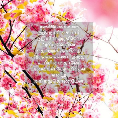 Picture 04 - எசேக்கியேல் 10:20 TAMIRV - இது நான் கேபார் - Bible Verse Picture