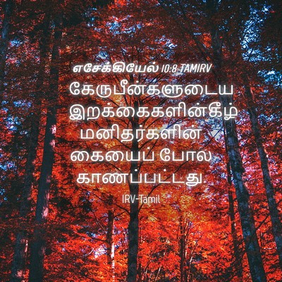 Picture 04 - எசேக்கியேல் 10:8 TAMIRV - கேருபீன்களுடைய - Bible Verse Picture