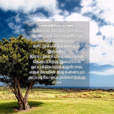 Picture 04 - எசேக்கியேல் 15:6 TAMIRV - ஆதலால், யெகோவாகிய - Bible Verse Picture