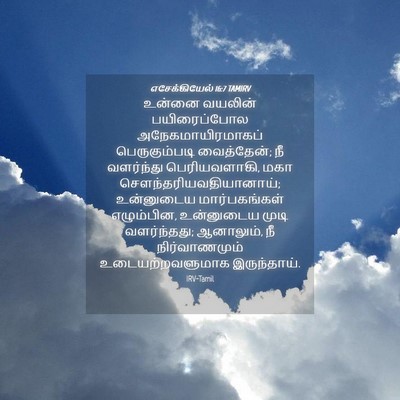 Picture 04 - எசேக்கியேல் 16:7 TAMIRV - உன்னை வயலின் - Bible Verse Picture